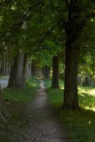 Landstraße durch Baumallee hinein foto