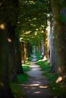 Landstraße durch Baumallee hinein foto