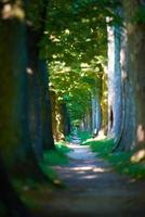 Landstraße durch Baumallee hinein foto