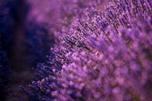 Schließen Sie herauf Büsche von lila aromatischen Blumen des Lavendels foto