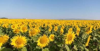 Blick auf das Sonnenblumenfeld foto