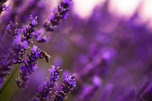 Hummel, die Pollen von einer der Lavendelblüten sammelt foto