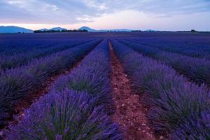 Lavendelfeld frankreich foto
