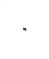 Insekt. ein grünes Insekt mit metallischem Glanz. Blattkäfer. isolierter weißer Hintergrund. leuchtendes Glühwürmchen. ein brillantes Exemplar. Smaragd Gartenschädling. Coleopteran-Insekt mit einem Schnurrbart. foto