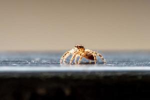 Spinneninsekt natürlich auf Wandhintergrund foto