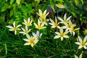 Regenlilienblume, die im Garten blüht foto