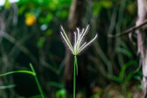 Grasblume auf der Wiese foto