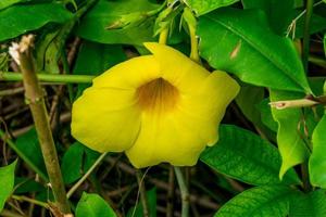 Allamanda, goldene Trompete im Garten foto