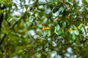 gelber stern, der im garten bokeh hintergrund blüht foto