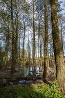 hoher baumwald im wasser des sumpfes foto