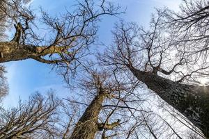 kahle Kronen und unbeholfene Äste riesiger Eichen, die an sonnigen Tagen im blauen Himmel wachsen foto