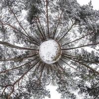 Little Planet Transformation von sphärischem Panorama 360 Grad. sphärische abstrakte Luftaufnahme im Winterkiefernwald. Krümmung des Raumes. foto