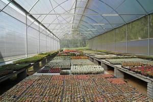 viele verschiedene kaktuspflanzen auf dem topf im landwirtschaftlichen gewächshausgarten foto