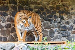 Ein gestreifter orangefarbener Tiger steht vor einer Steinmauer. foto