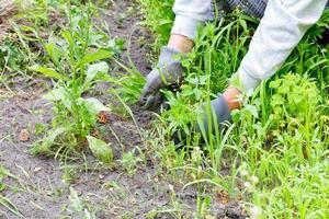 Frauenhände in grauen Textilhandschuhen jäten einen mit Unkraut überwucherten Garten. foto