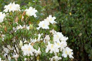 Rhododendron persil - weiß blühender Strauch foto