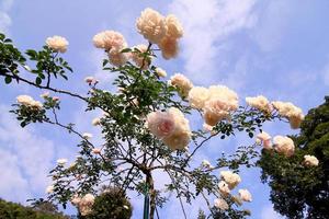 Weiße Rosen - Alba, gegen blauen Himmel. foto