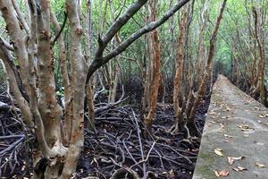 Holzweg zwischen Mangrovenwald, foto