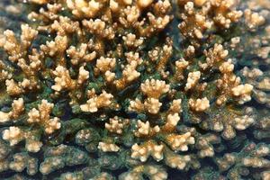 Korallen, die unter Wasser gedeihen foto