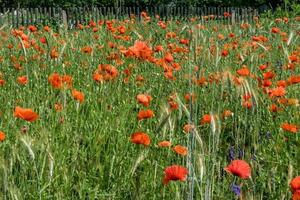 riesiges Feld mit roten Mohnblumen foto