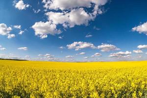 Feld der schönen goldenen Frühlingsblume des Rapssamens mit blauem Himmel foto