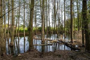 hoher baumwald im wasser des sumpfes foto