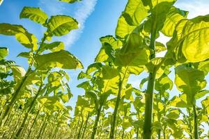 tabakfeldplantage unter blauem himmel mit großen grünen blättern foto
