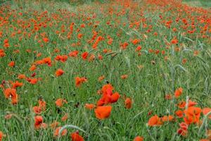 riesiges Feld mit roten Mohnblumen foto