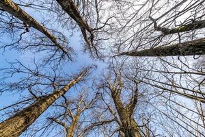 kahle Kronen und unbeholfene Äste riesiger Eichen, die an sonnigen Tagen im blauen Himmel wachsen foto