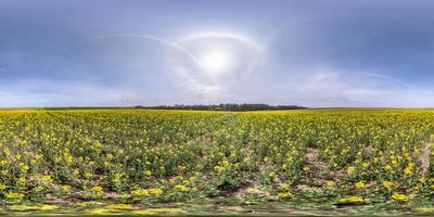 Vollständiges, nahtloses sphärisches HDRI-Panorama 360-Grad-Winkelansicht zwischen Raps-Raps-Rapsfeldern am Frühlingstag mit Halo im Himmel in equirectangularer Projektion, bereit für VR-AR-Virtual-Reality-Inhalte foto