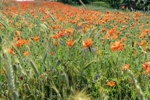 riesiges Feld mit roten Mohnblumen foto