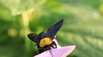 Käfer helfen bei der Bestäubung von Blütenknospen foto