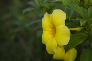 schöne blüte gelbe allamanda cathartica blume im gartenbaum foto