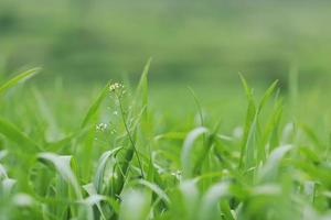 Blick auf grünes Gras foto