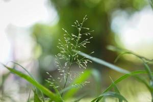 das Gras nach dem Regen begann zu blühen. foto