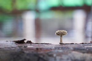 Einsamer Pilz, der aus Baumstamm wächst. foto
