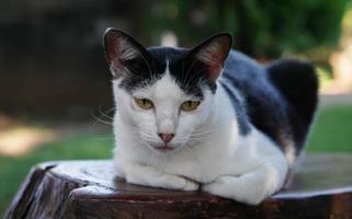 eine schwarz-weiße Katze, die darauf wartet, dass ihr Herrchen nach Hause kommt. foto