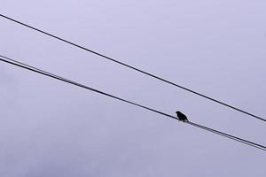 kleiner Vogel auf Drähten. Vogelsilhouette, die auf separaten Drähten auf dunklem Himmelshintergrund thront. foto