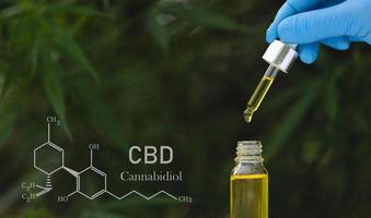 cbd-tröpfchendosierung eines biologischen und ökologischen hanfpflanzen-kräuter-pharmazeutischen cbd-öls aus einem glas. konzept der pflanzlichen alternativen medizin, cbd-öl, medizinische wissenschaft. foto