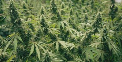 Blütenknospe von Cannabis Satival im Gewächshaus, Marihuana-Blütenknospe-Hintergrund, Kräutermedizin. konzept der pflanzlichen alternativen medizin, cbd-hanföl. foto