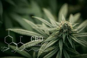 cbd chemische formel, cbd elemente in cannabis, hanföl, cannabidiol oder cbd molekularstrukturformel. Anbau von Marihuana, Cannabinoide und Gesundheit, medizinisches Marihuana. foto