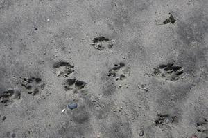 Pfotenabdrücke im Sand foto