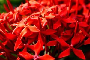Strauß roter Blumen foto