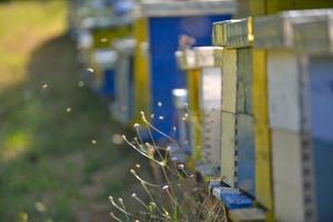 Honigbienenheimat in der Natur foto