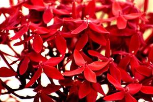 ein Strauß frischer roter Blumen foto