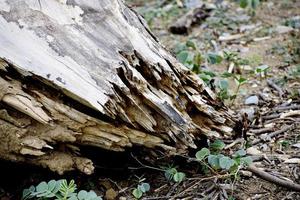 Knacken von zerbrochenem Holz foto