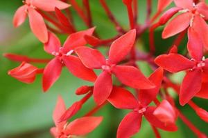 ein Strauß frischer roter Blumen foto