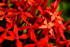 Strauß roter Blumen foto