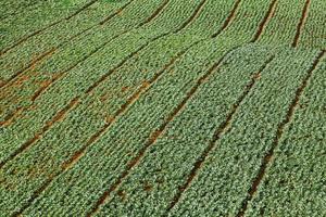 Viele grüne Kohlköpfe auf den Feldern der Landwirtschaft in Phutabberk Phetchabun, Thailand foto