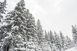 schneebedeckte kiefern. wunderschöne Winterlandschaften. Frost Natur. foto